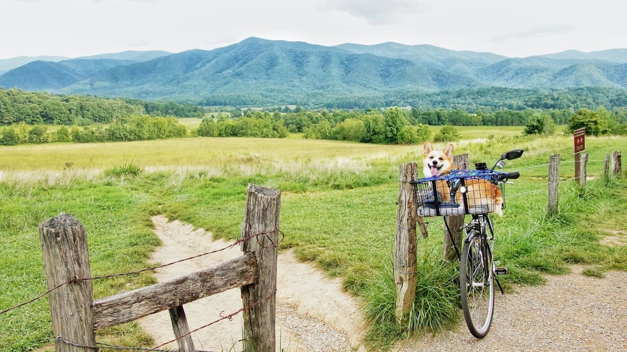 What to Pack for Your Pup: A Guide for Staying in Our Pet-Friendly Cabins