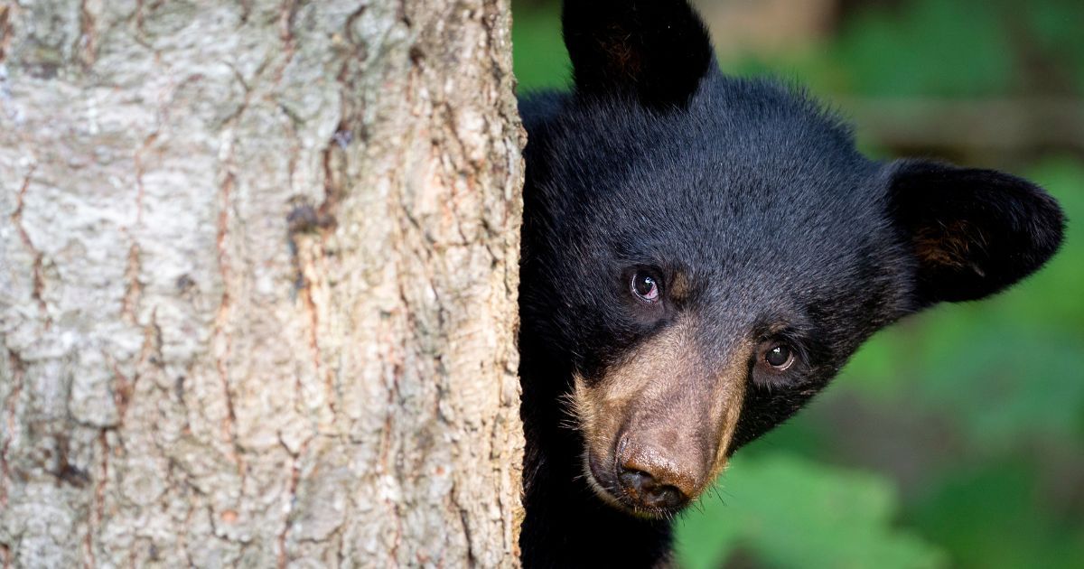 Tips for Seeing Black Bears in the Smoky Mountains