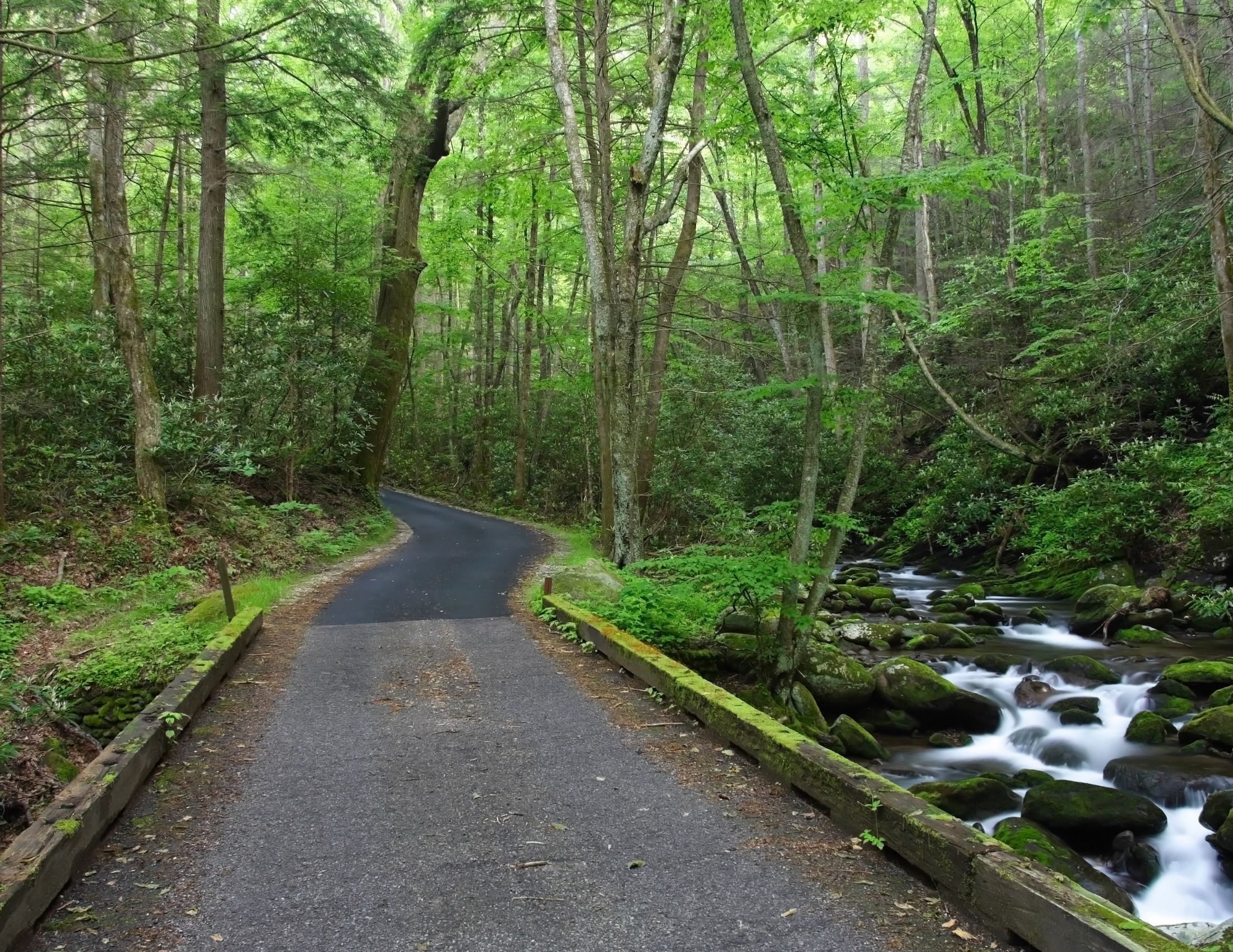 Roaring Fork Motor Nature Trail: Scenic Drive Through the Smokies