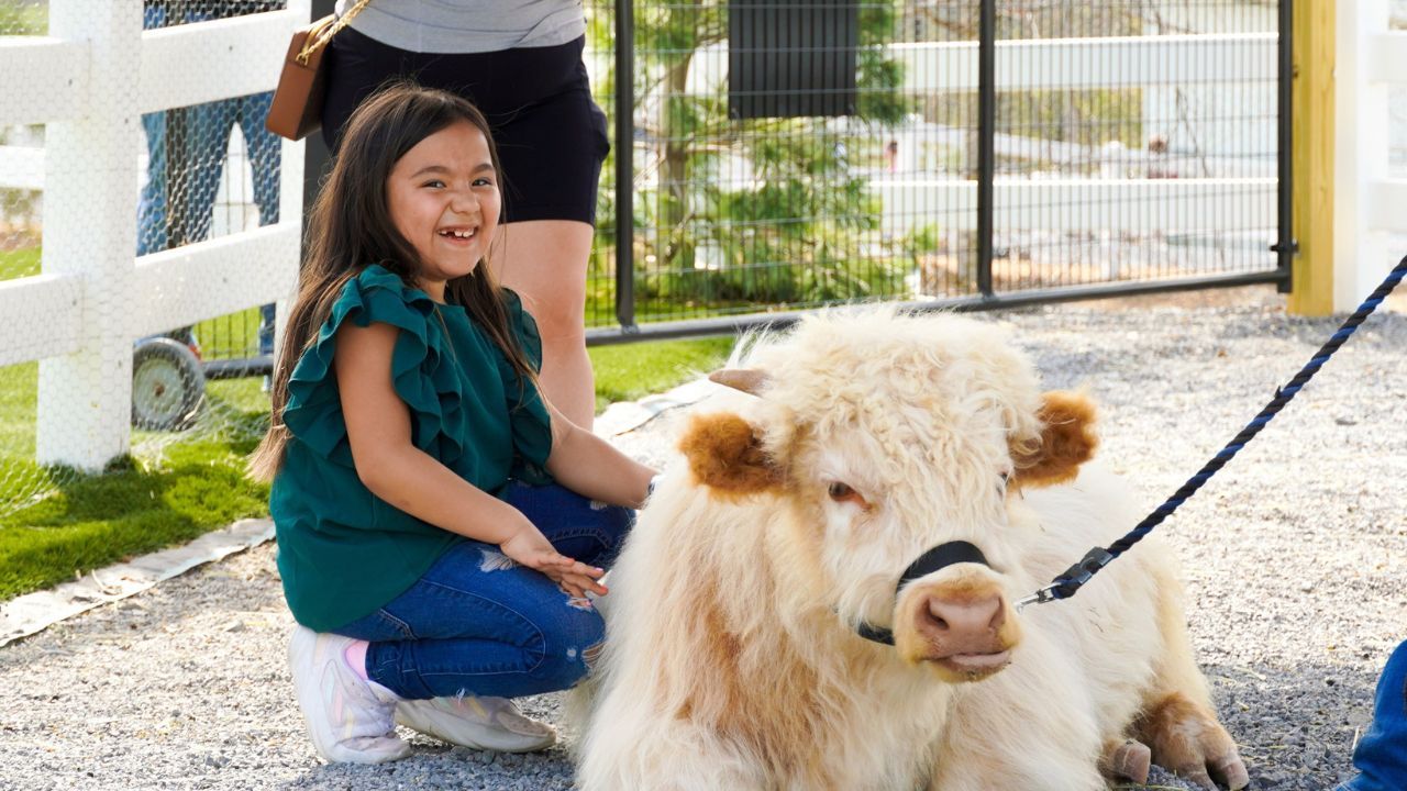 Wild Adventures: Top Animal Attractions in Pigeon Forge for Families