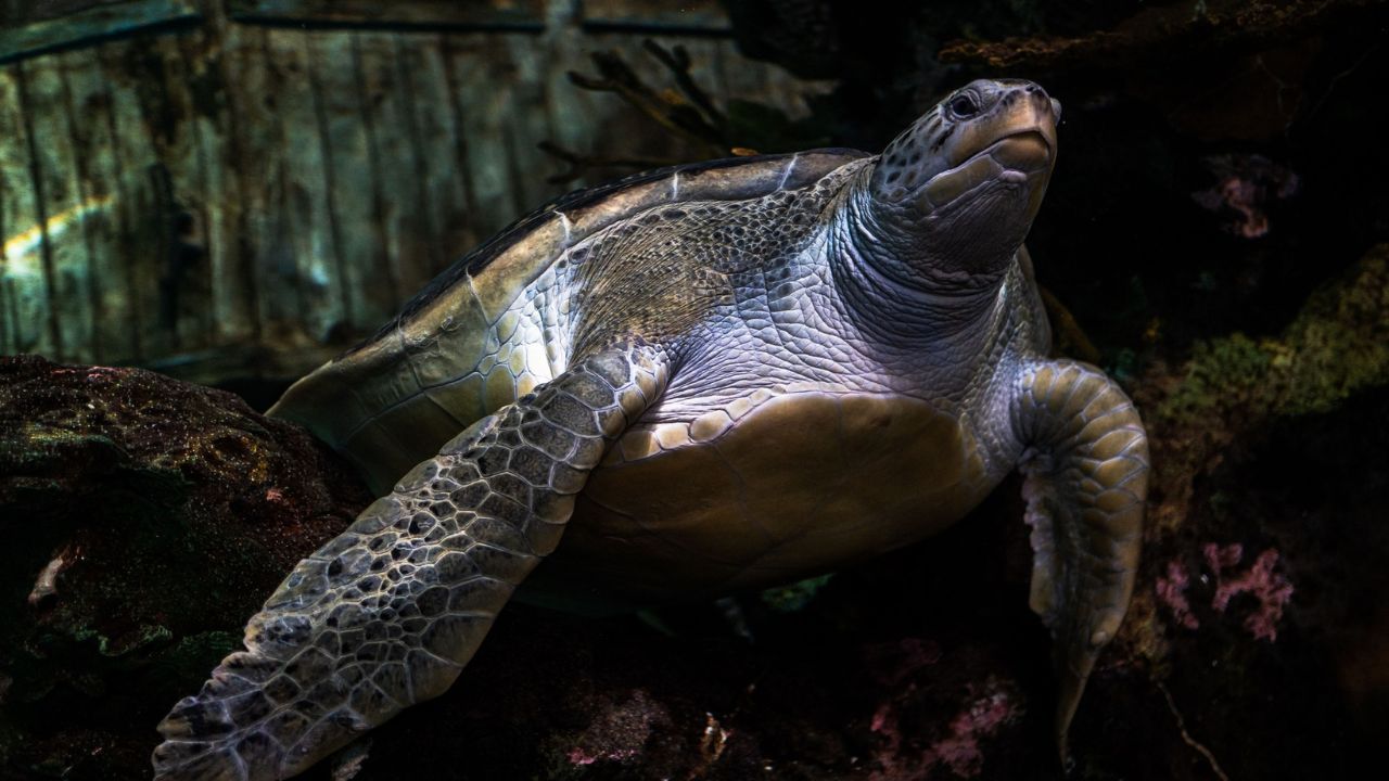 12 Things to Do at Ripley's Aquarium of the Smokies