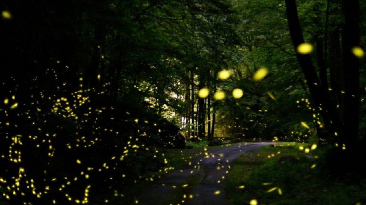 A mesmerizing display of synchronous fireflies lighting up the night in Tennessee.
