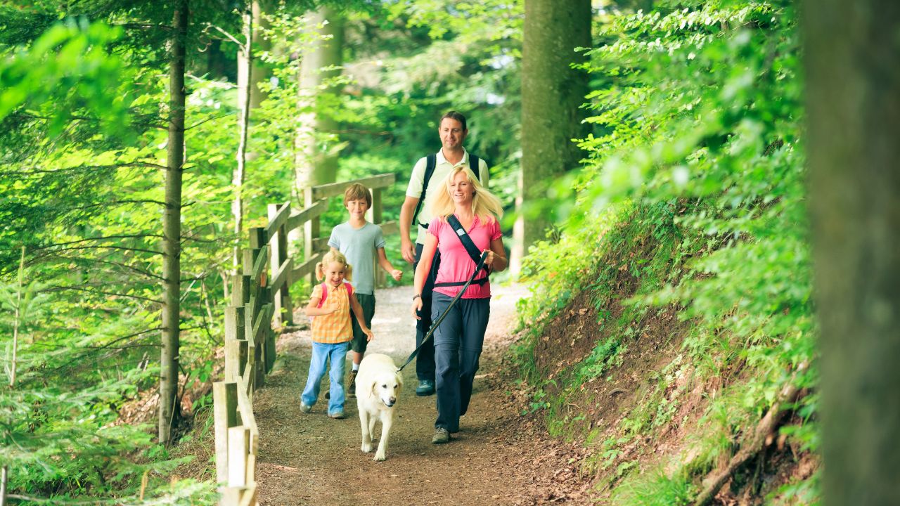 A Complete Guide to Pet-Friendly Cabins in Gatlinburg