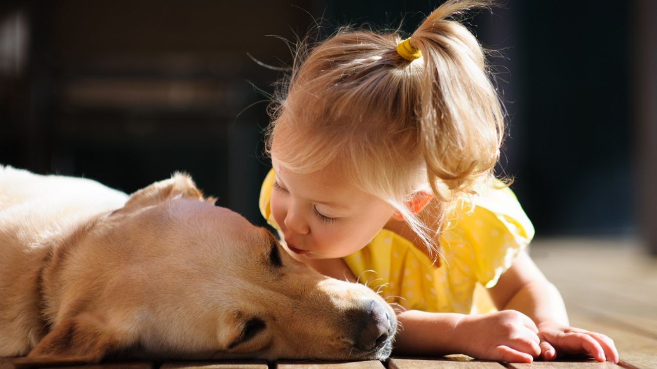 Enhance Your Vacation: Book a Pet-Friendly Cabin in Pigeon Forge