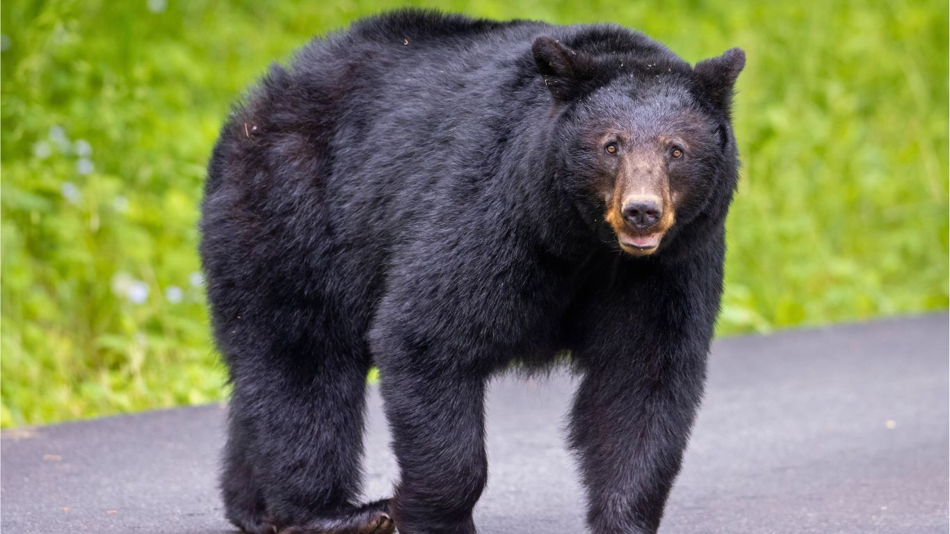 The Best Time to Spot Bears in Gatlinburg: A Month-by-Month Guide