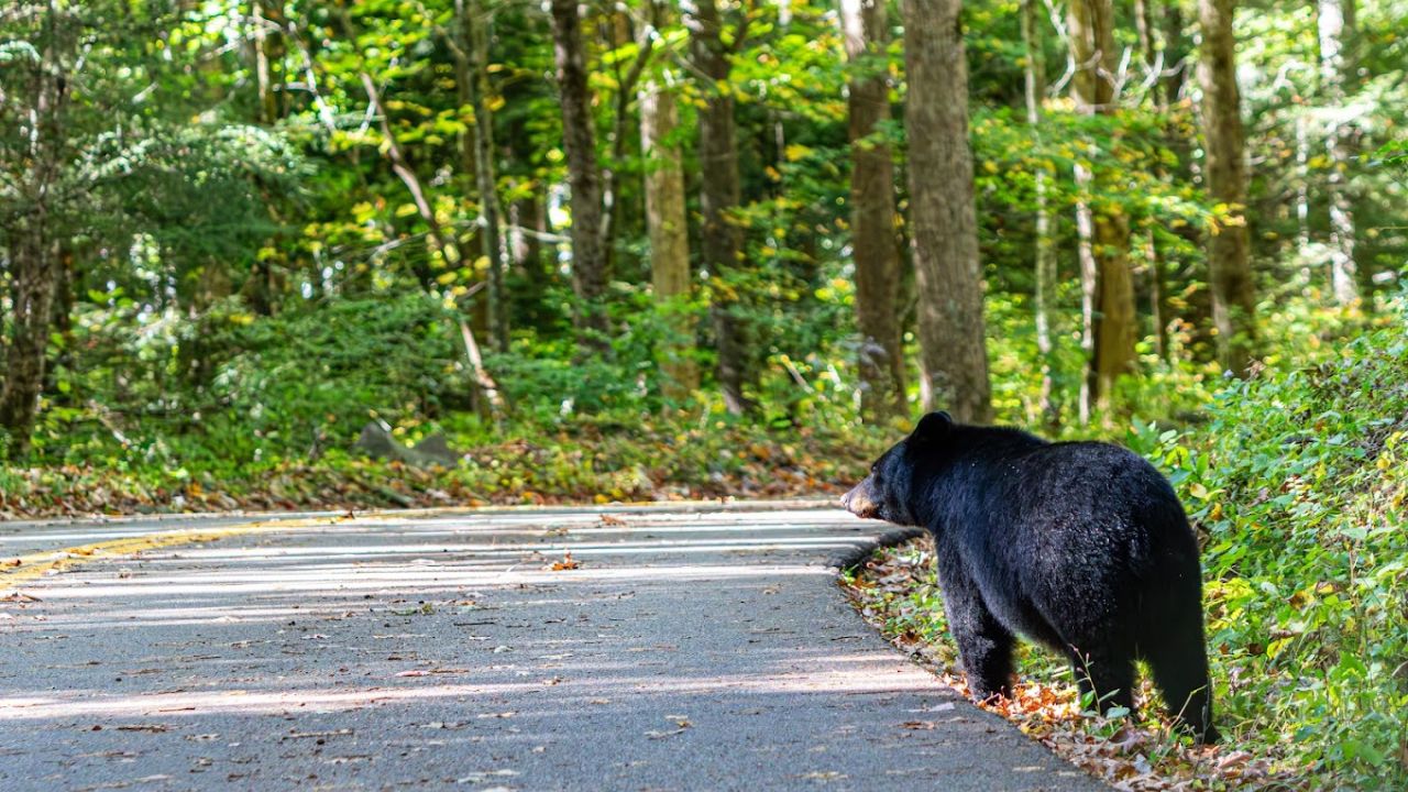 Discover the Roaring Fork Motor Nature Trail: A Complete Guide for Nature Lovers