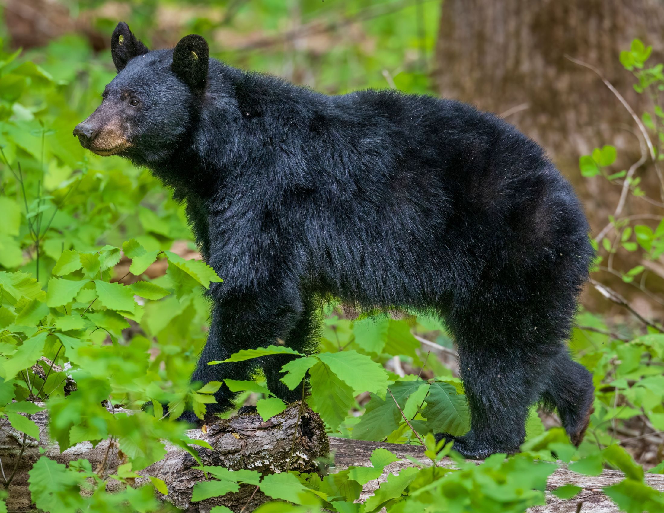 American Black Bears in the Smoky Mountains: A Wildlife Wonderland