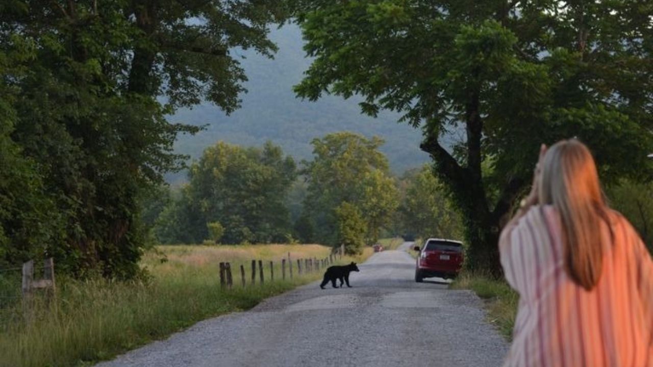 An adult black bear walking across a road in the Smoky Mountains.